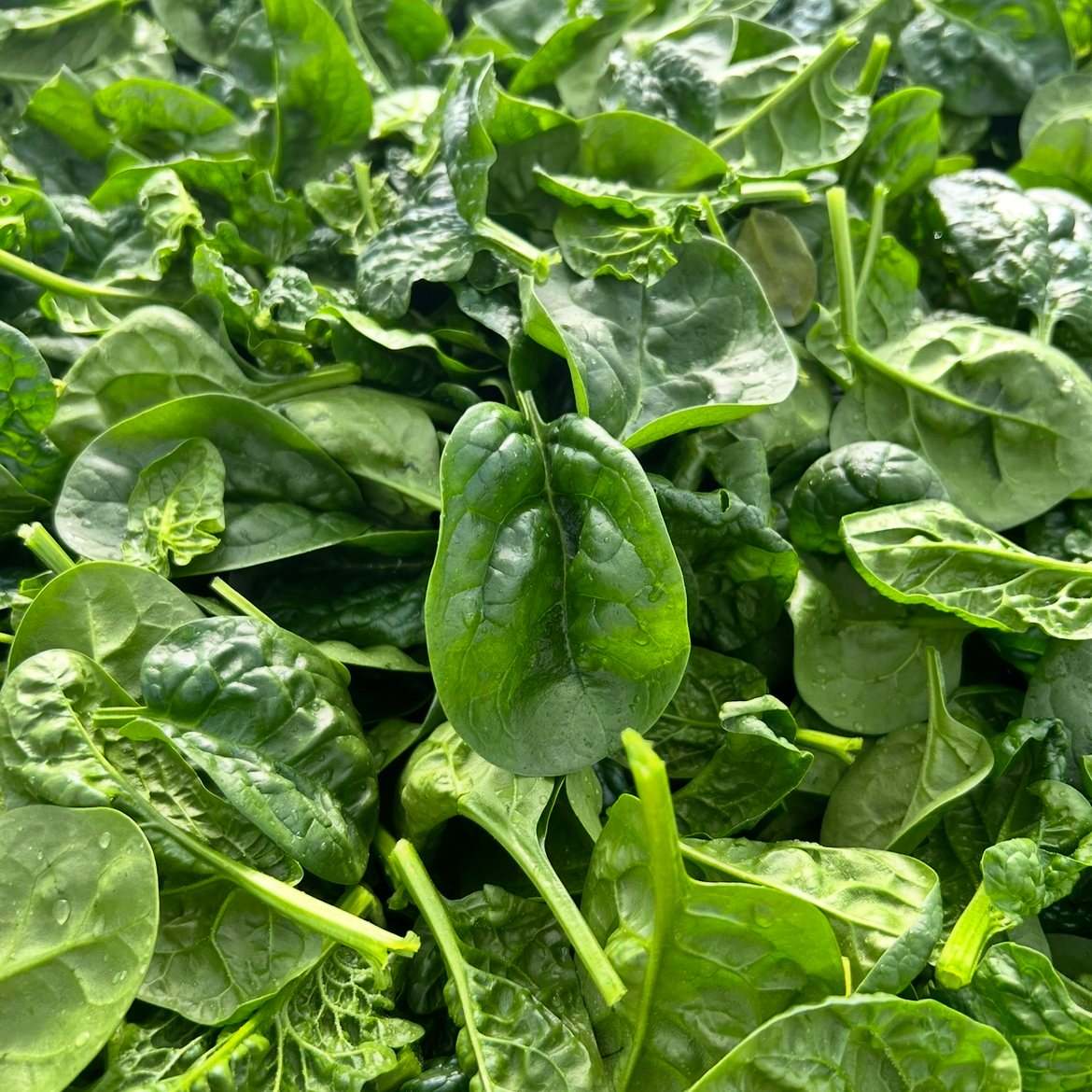 A closeup of spinach leaves