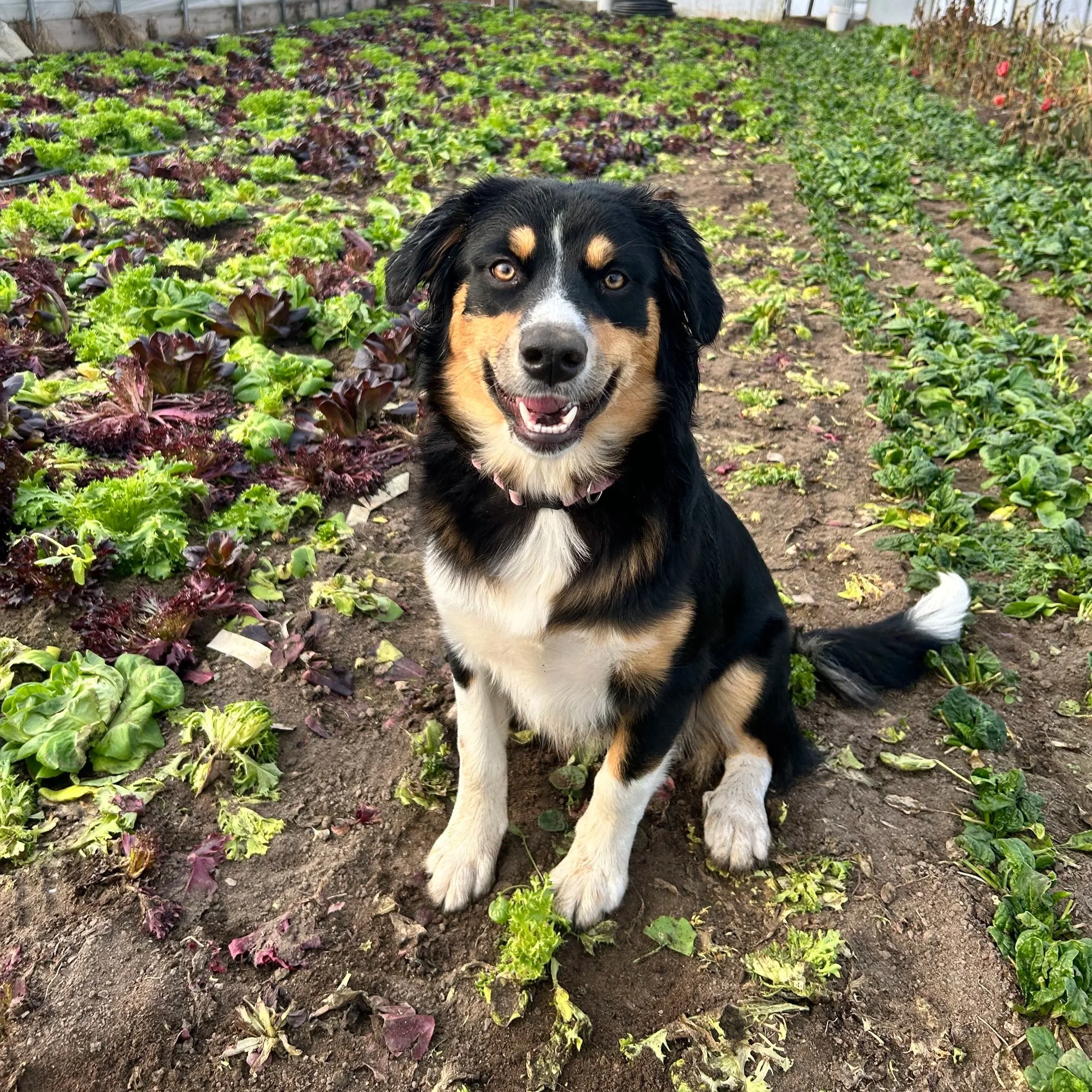 A black, tan, and white dog sitting near a farm field of salad greens