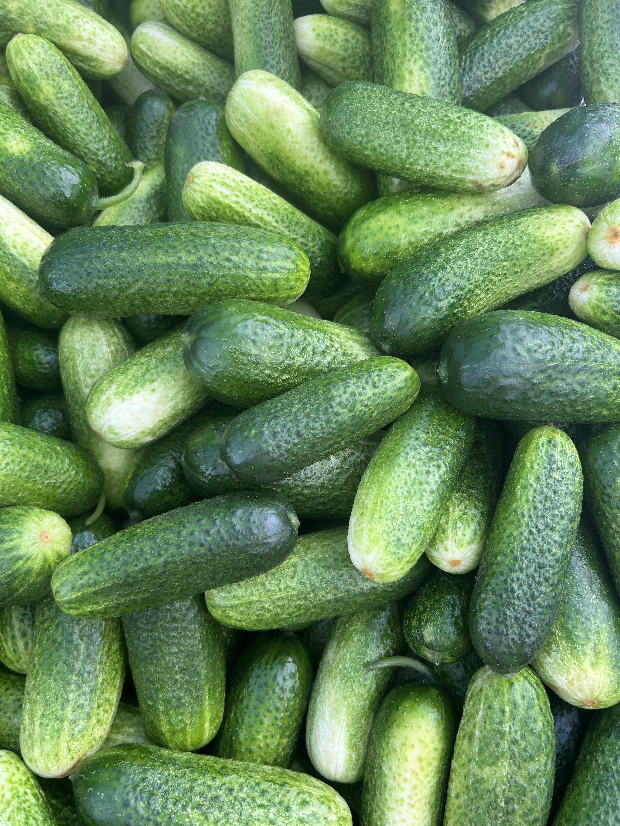 A close-up of picking cucumbers