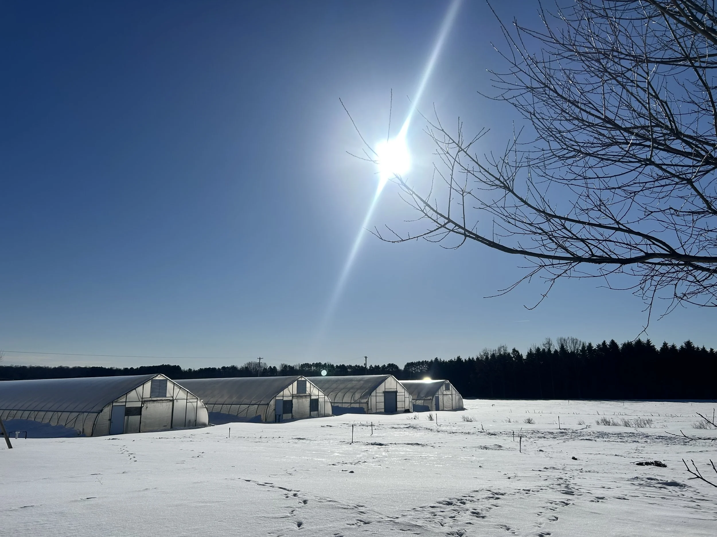 Four snowy hoop houses with a blue sky background