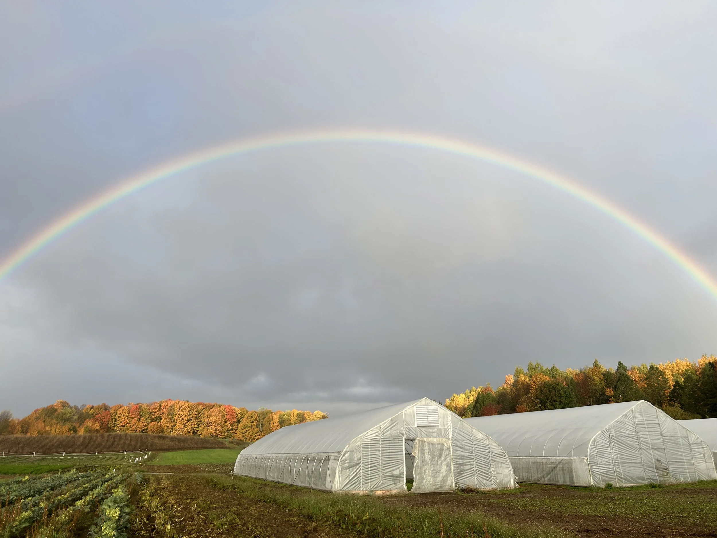 Hoop houses at Z&N Farm with a rainbow sky