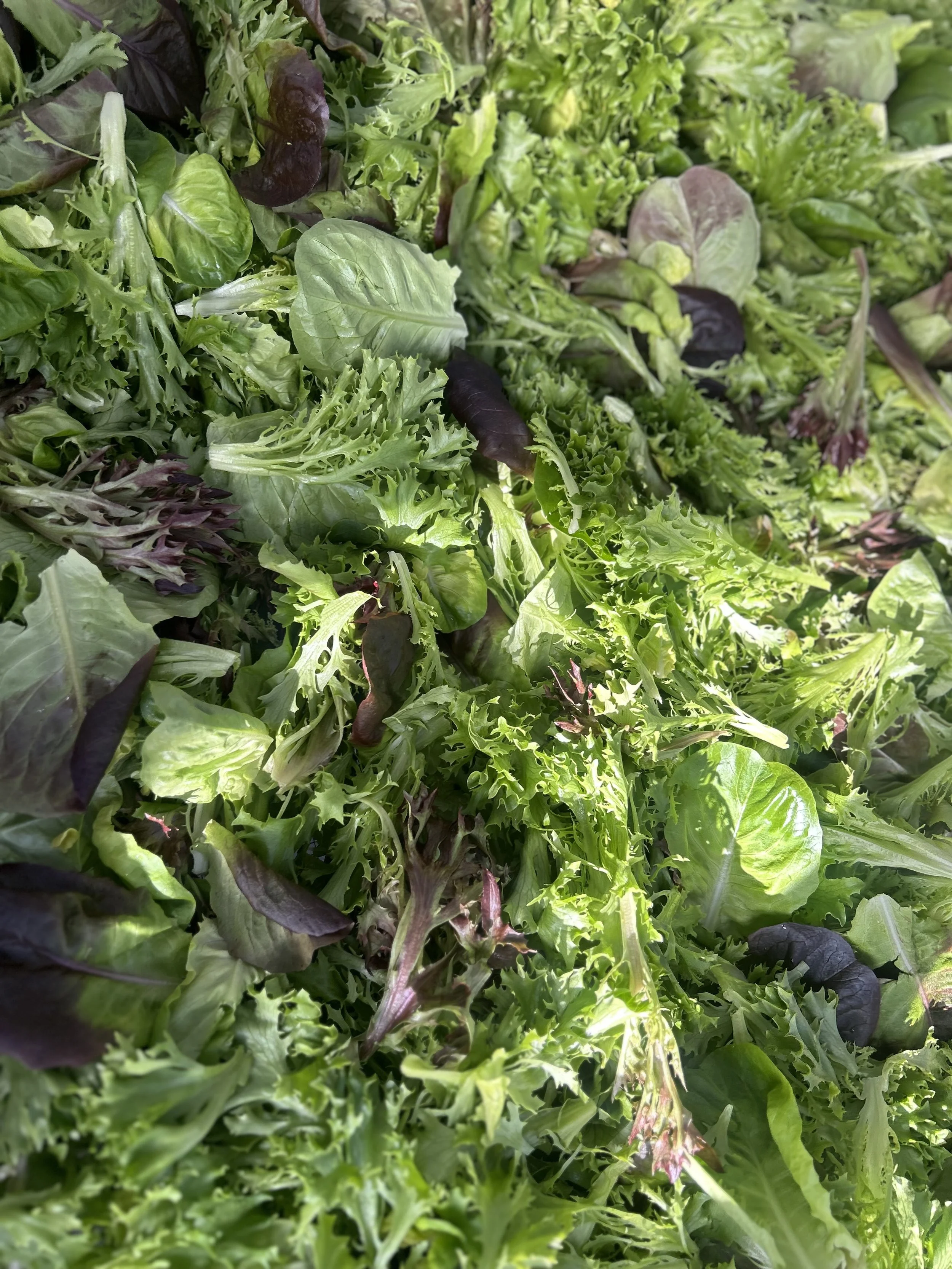 Mixed green and purple salad greens