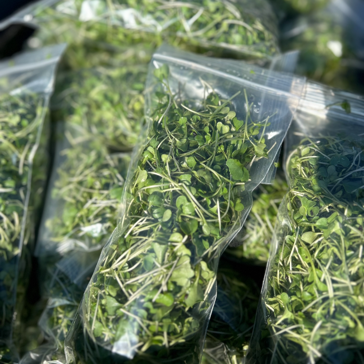 Microgreens in plastic bags