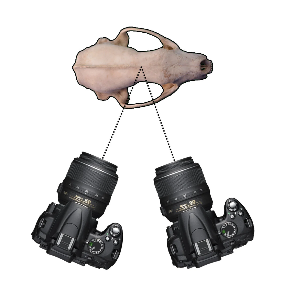 Using Stereo Photogrammetry to Find the Shape of Skulls