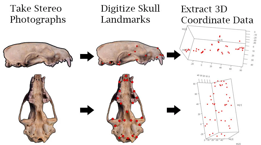 Digitizing Process Chart.jpg