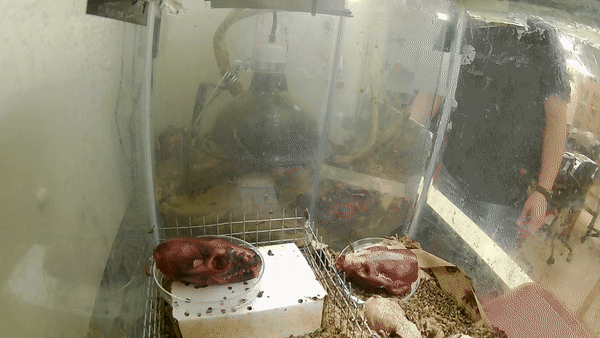 dermestid beetle fisher skulls.gif
