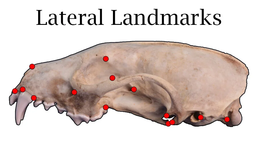 Lateral Landmarks 2.jpg