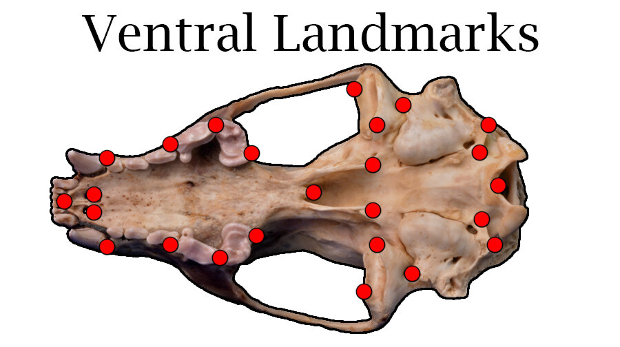 Ventral Landmarks.jpg