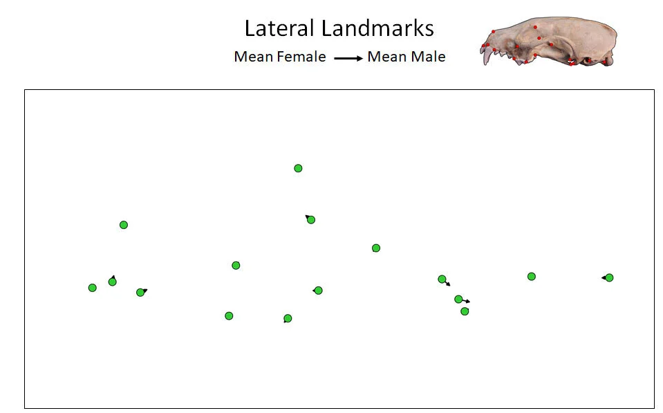 Lateral Landmark Movement.jpg