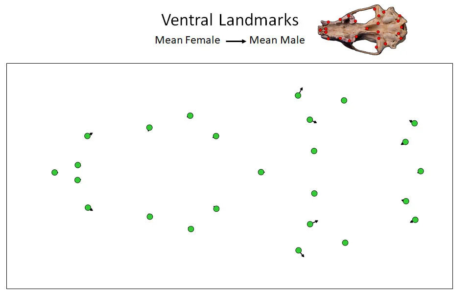 Ventral Landmark Movement.jpg