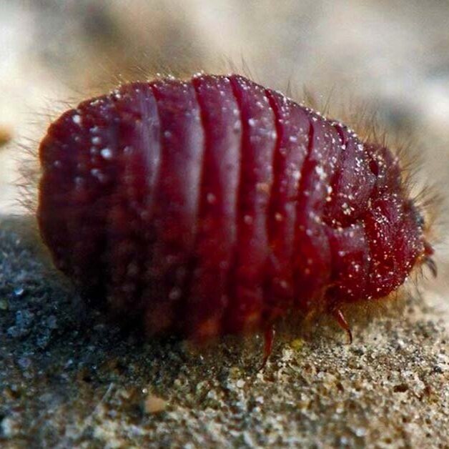 Whole Cochineal Insects