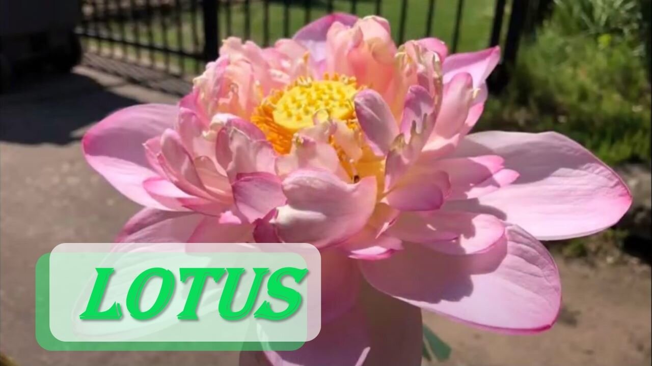 lotus thumb.jpg