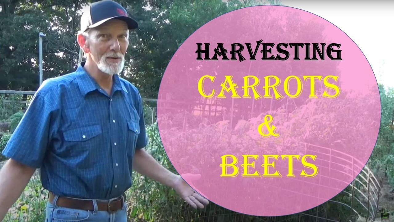 harvest carrots and beets.jpg