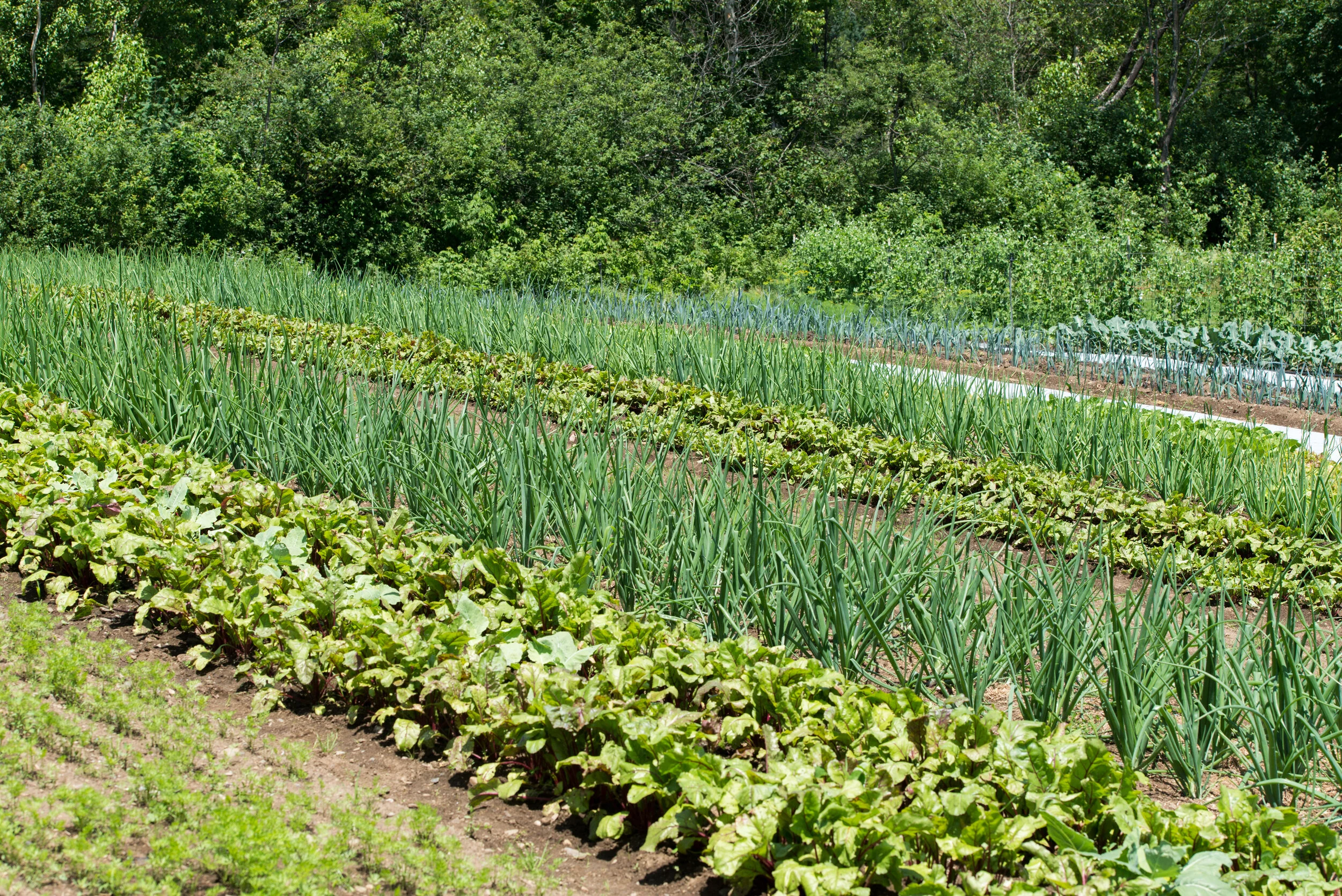 Image of Spinach and lupin companion plants