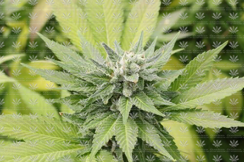 T1+Hemp_8165_1800x1800.png
