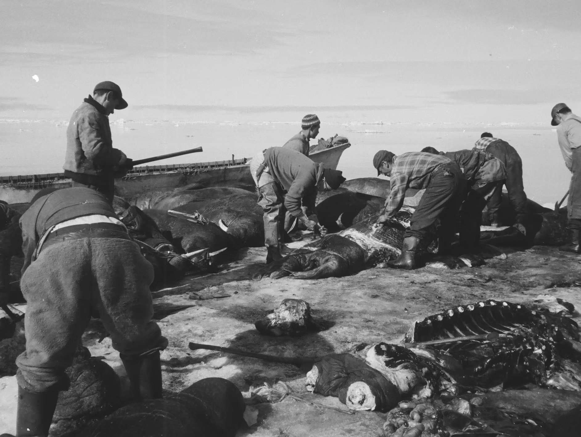 A group of hunters butcher walrus hravested on an ice floe in spring.
