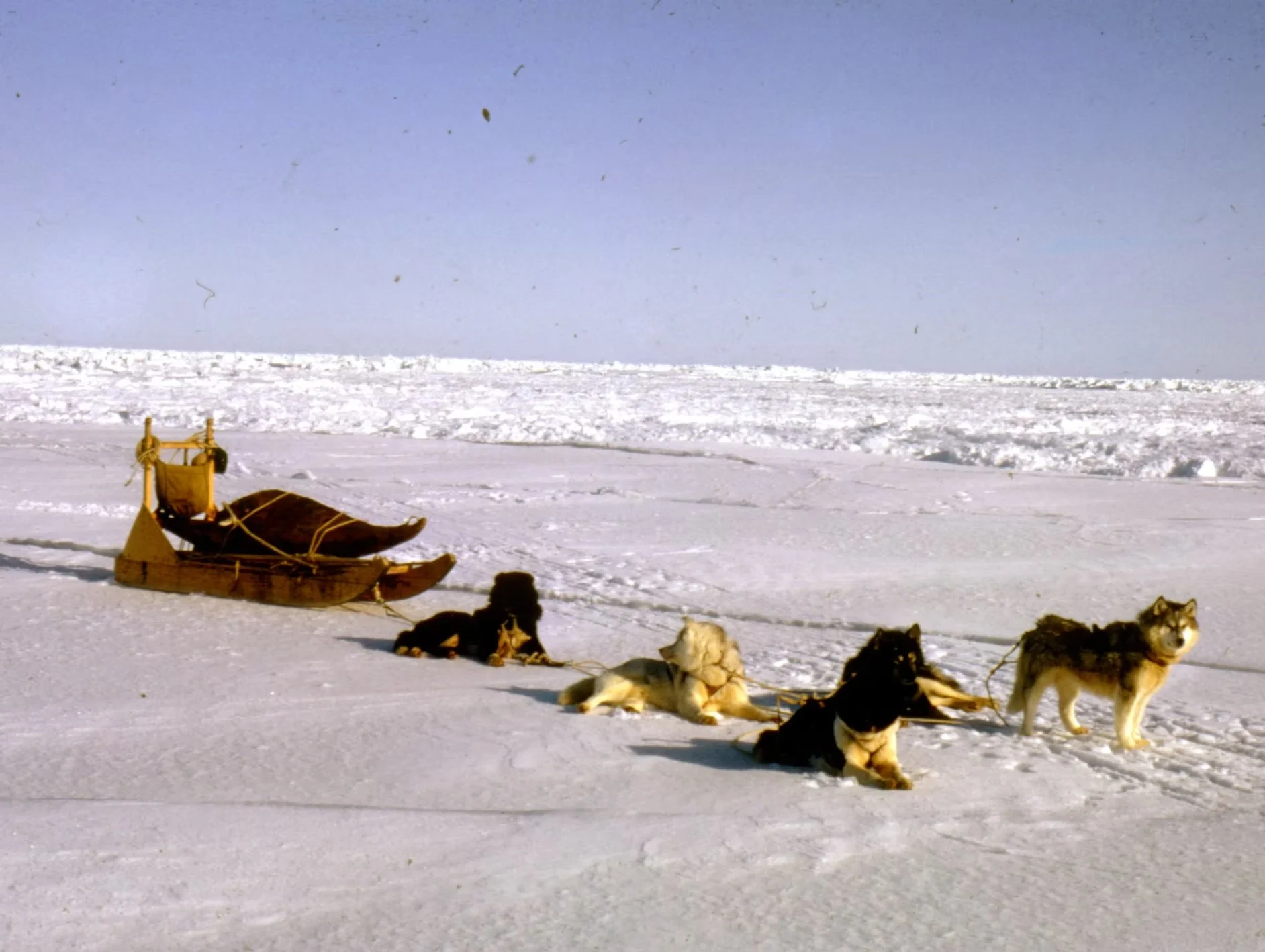 Richard's Wainwright dog team. His recently completed kayak is lashed to the sled.