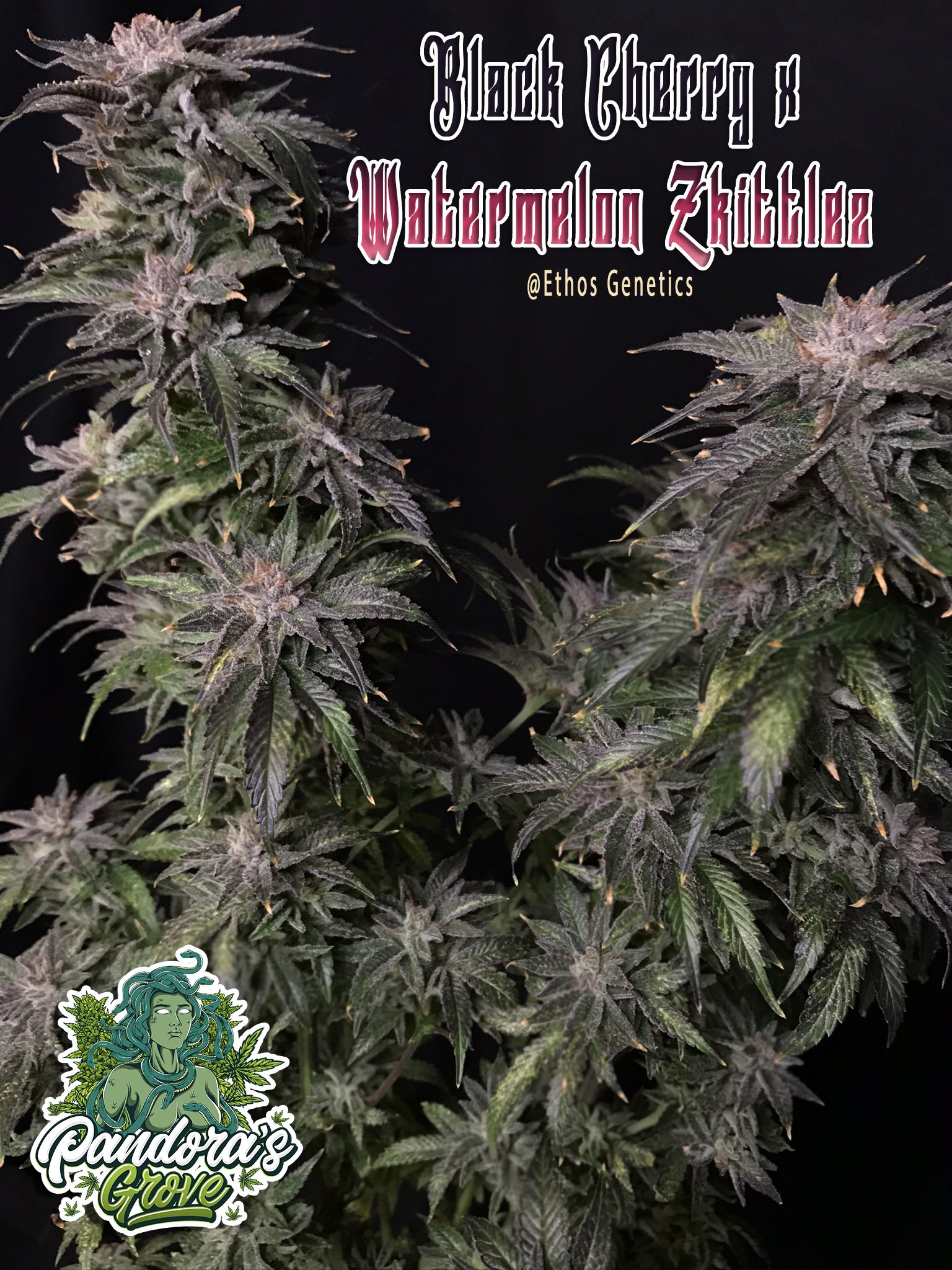 Black Cherry x Watermelon Zkittlez Ethos — Pandora's Grove