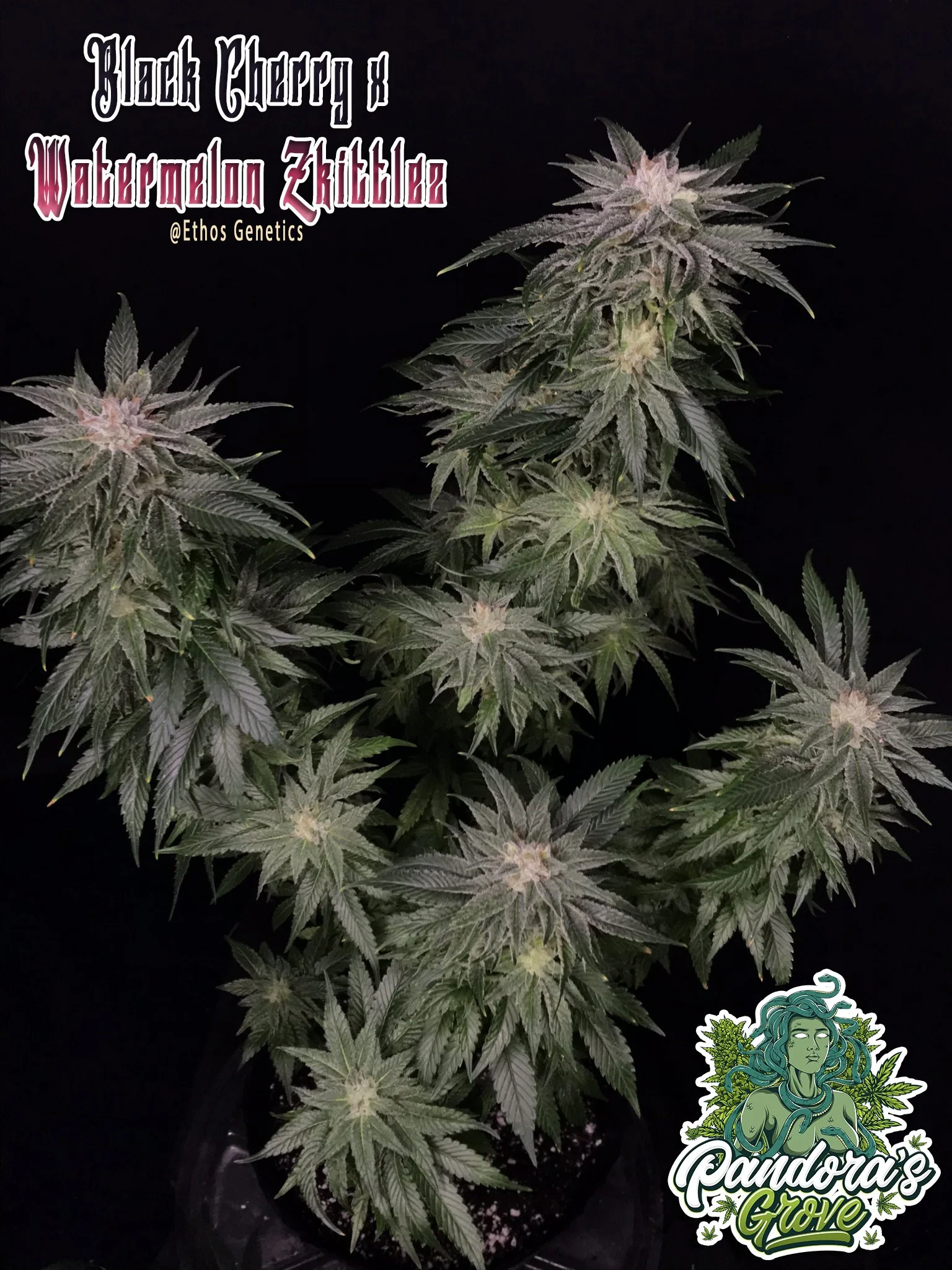 Black Cherry x Watermelon Zkittlez Ethos — Pandora's Grove