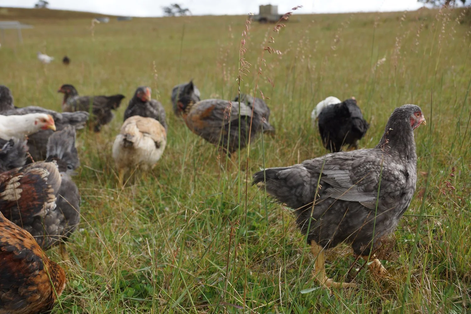 Nomad heritage chooks on pasture