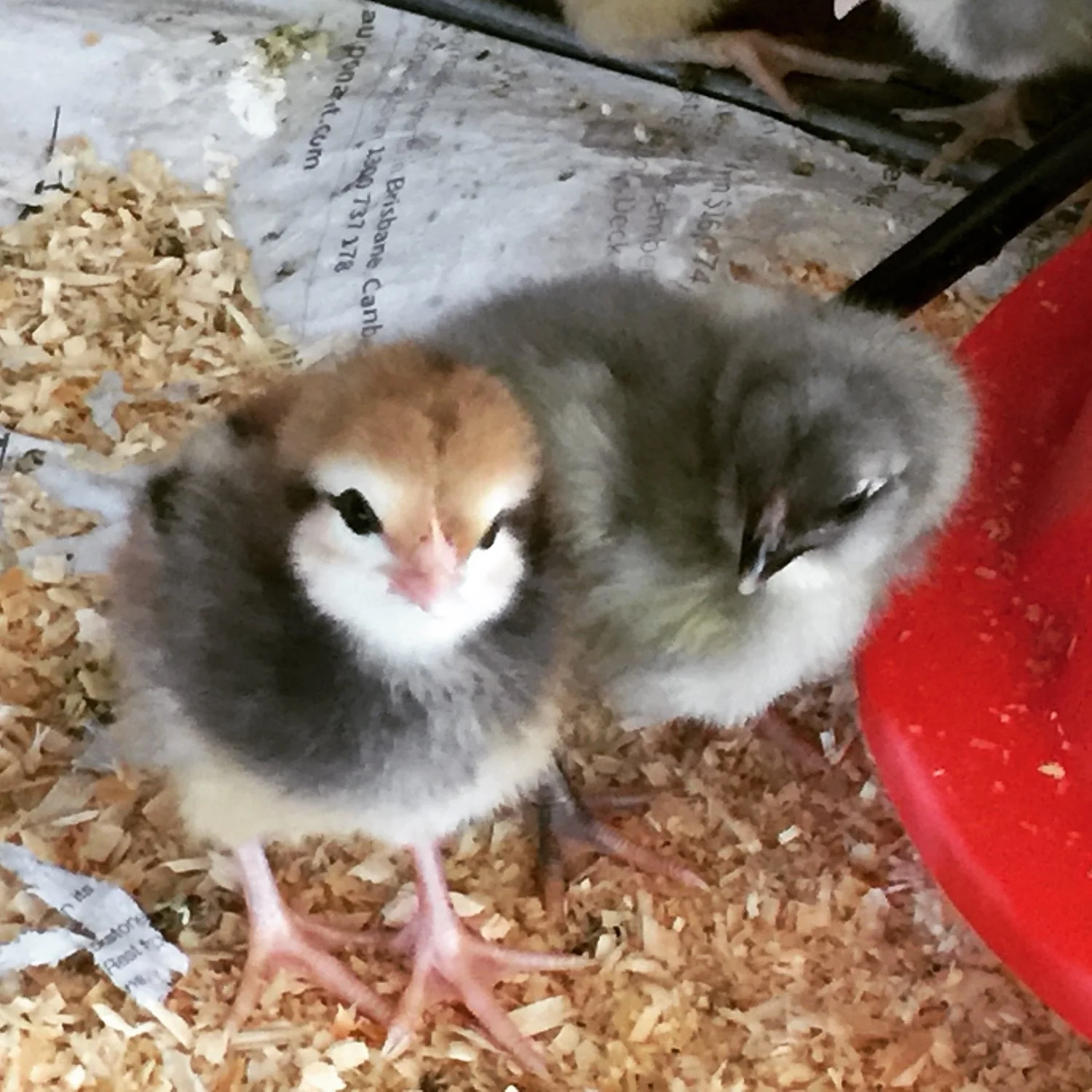 Nomad heritage chicks in the brooder