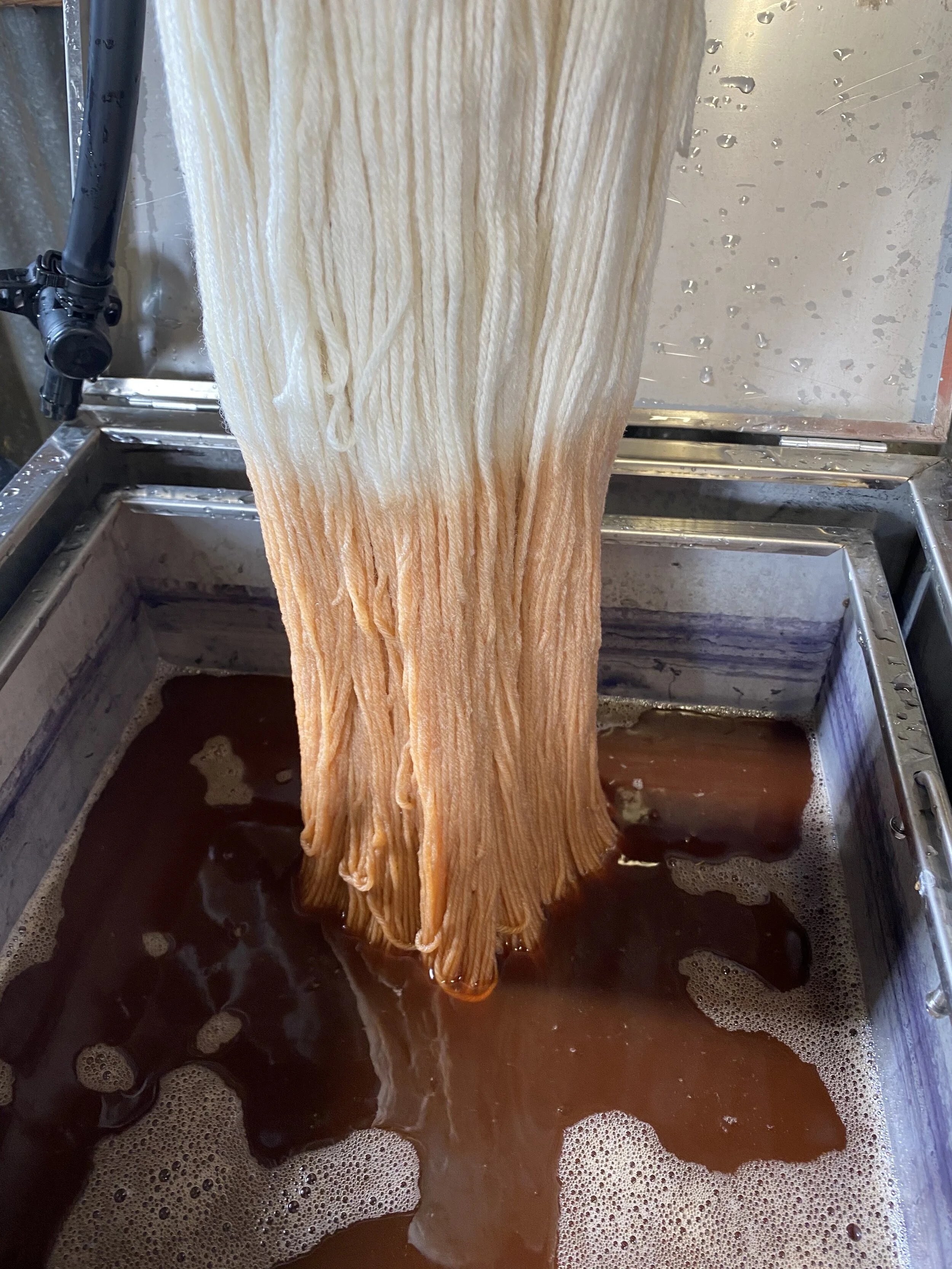 Dipping natural wool in Eucalyptus Cinerea