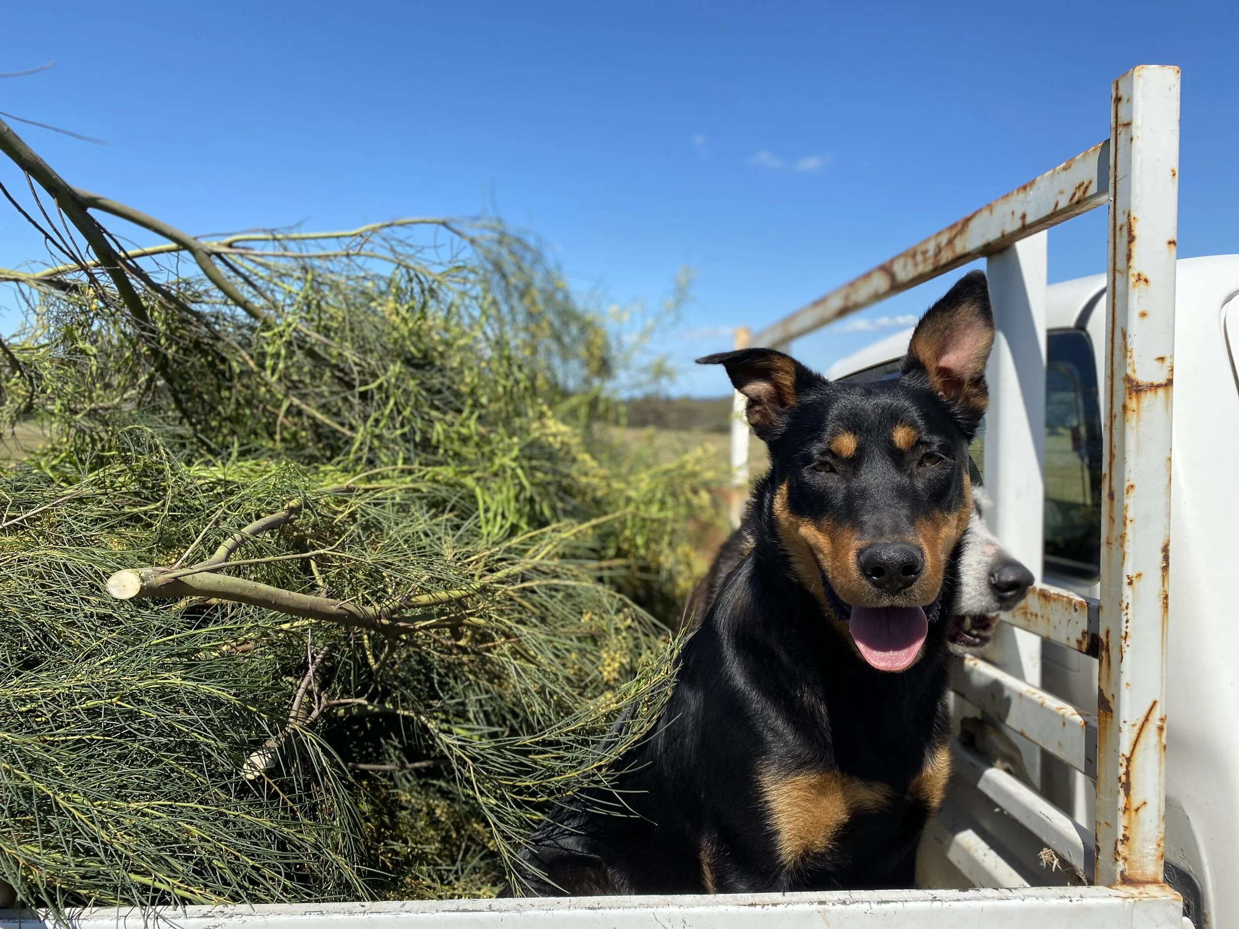 Foraging Wallowa a family event, dogs and all.