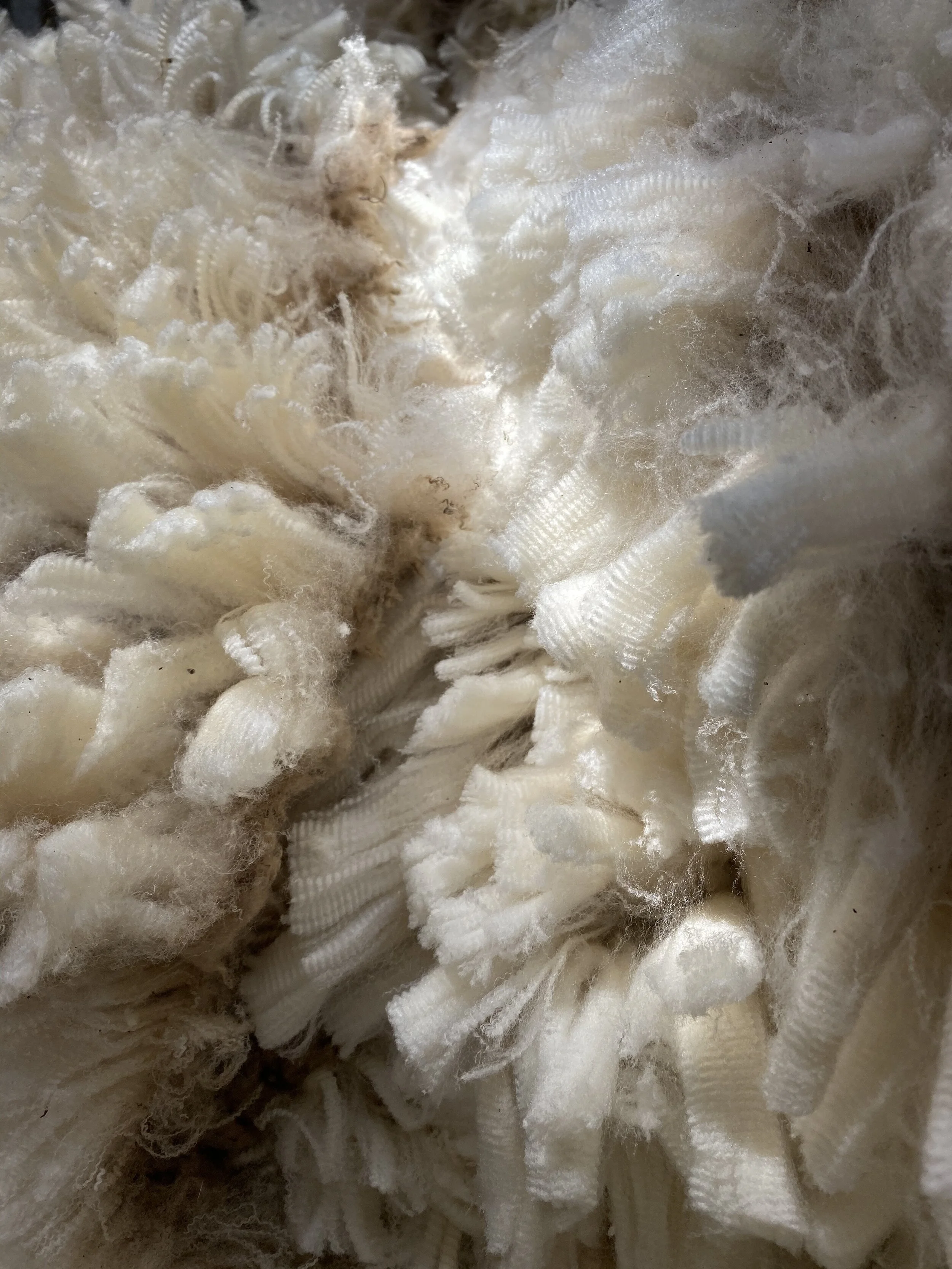 In the shearing shed straight off the sheep