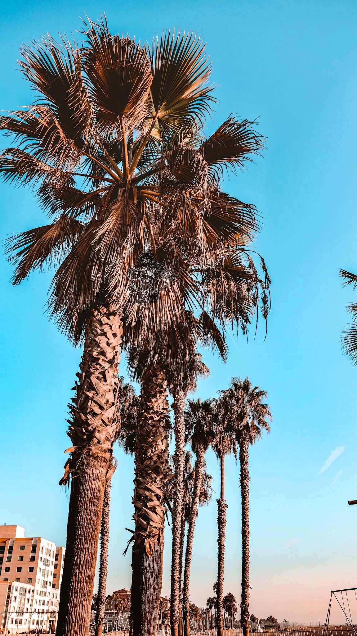 Tall palm trees against a bright blue sky, with a few playground or park structures visible in the background.