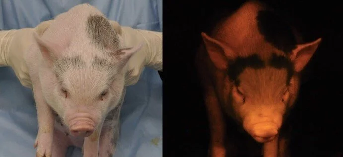 疾患モデルブタ事業 Pormedtec