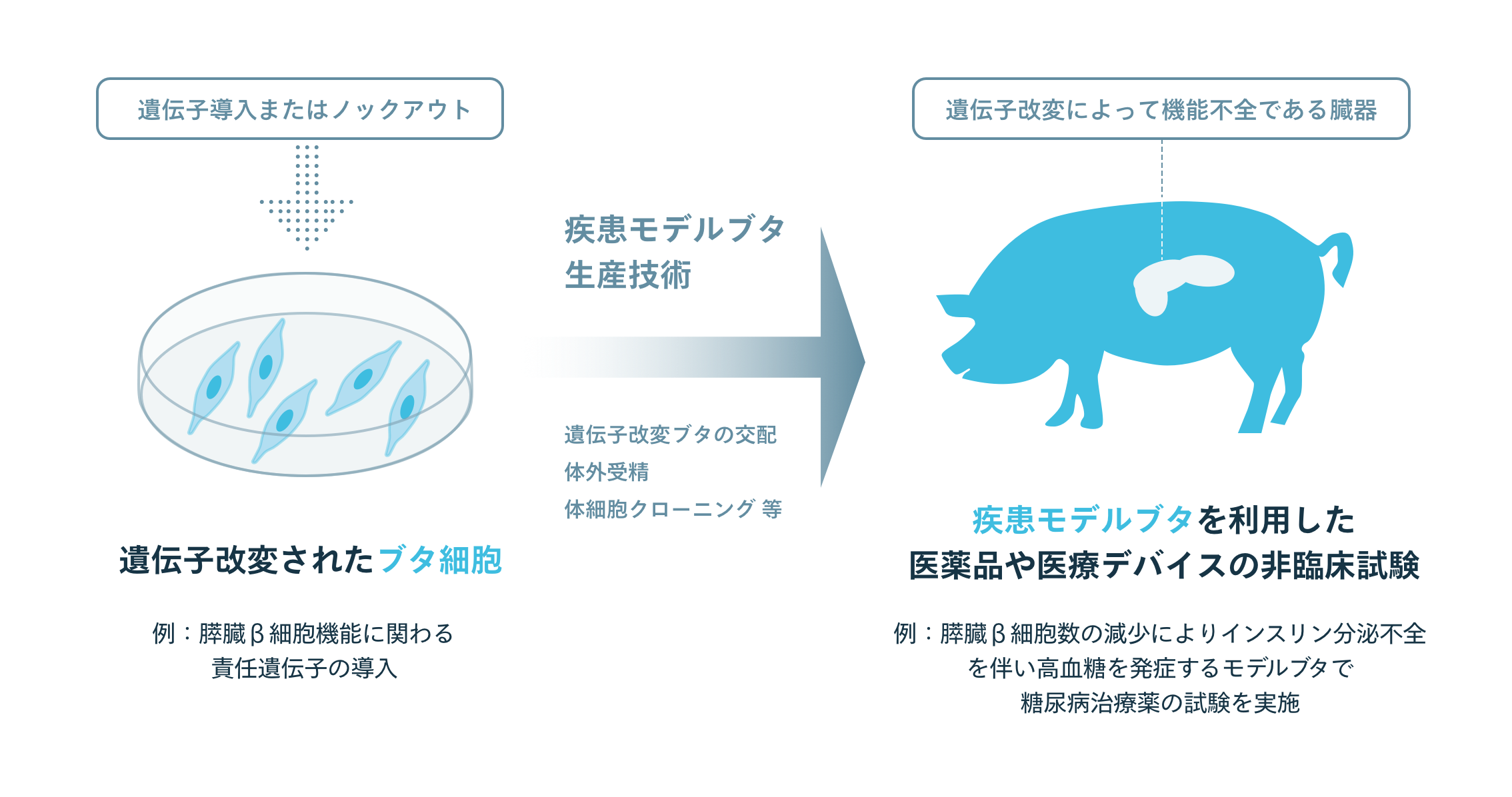 疾患モデルブタ事業 Pormedtec