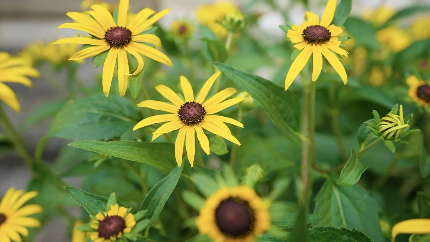 yellow-flowers-plantings-green-oh.jpg