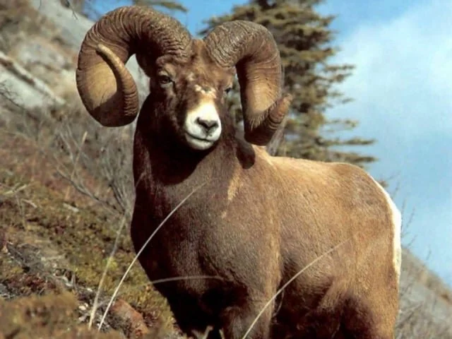 There is a Ram, in the Bush…