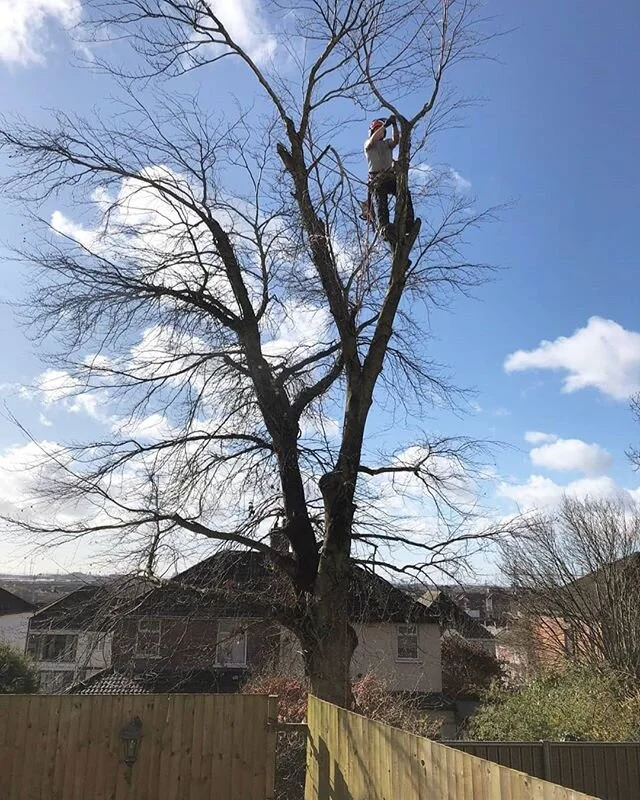 Beech tree dismantling 🌳💪👍