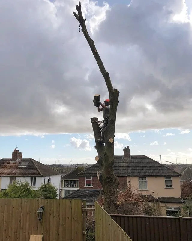 Beech tree removal with fences and a green house underneath all safe and well 👍