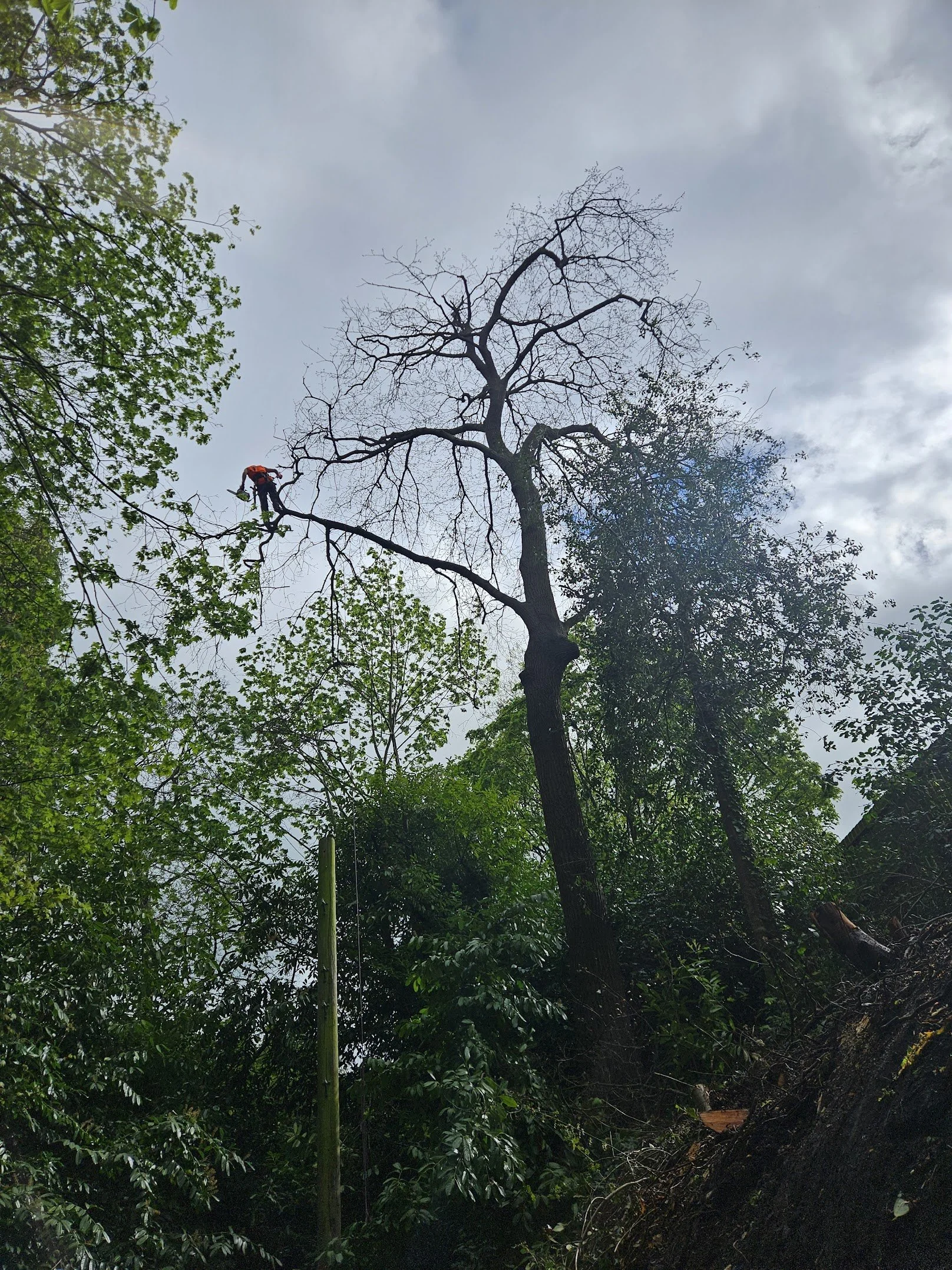tree reductions
