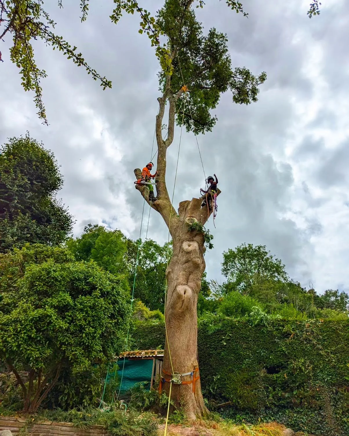 tree removal