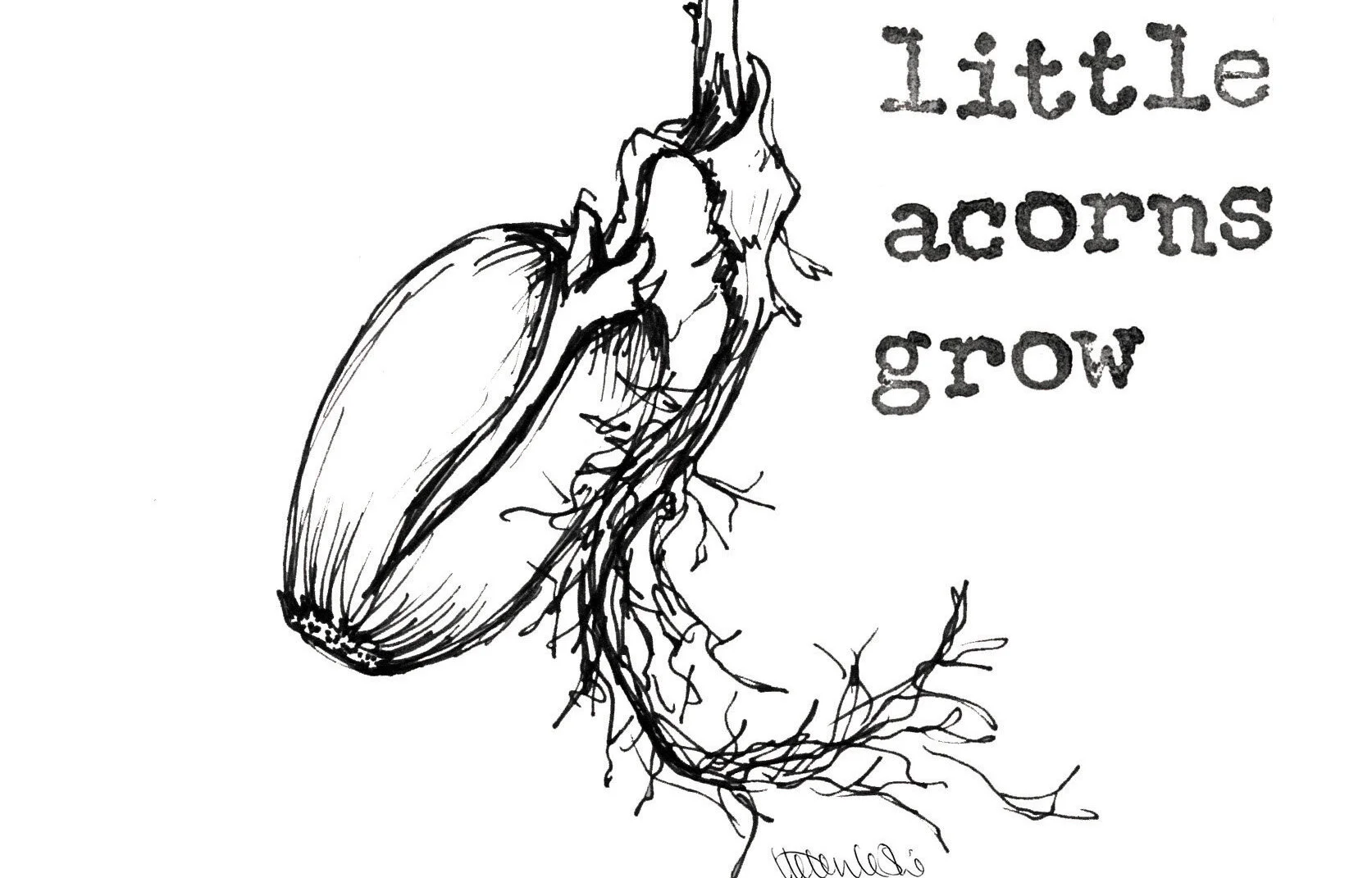 little acorns closeup.jpg