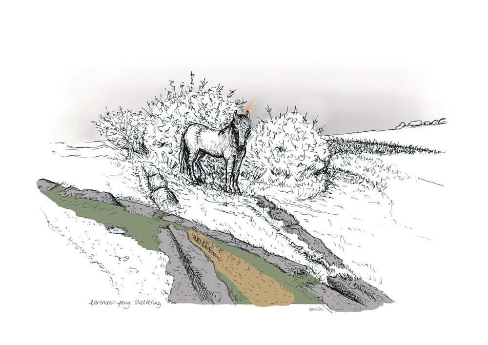 Dartmoor pony sheltering at Haytor granite tramway illustrated art