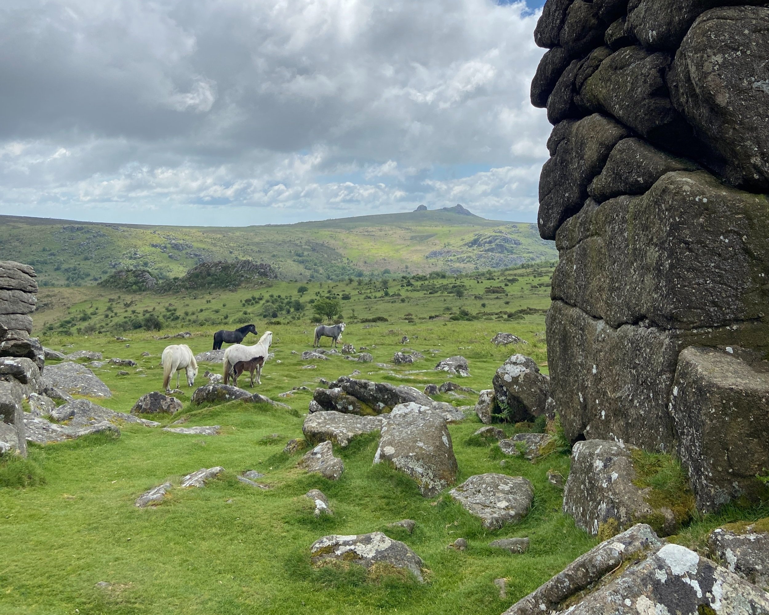 View of Haytor from Hound Tor in Dartmoor National Park photo copyright Devon artist Helen Leslie Illustrator
