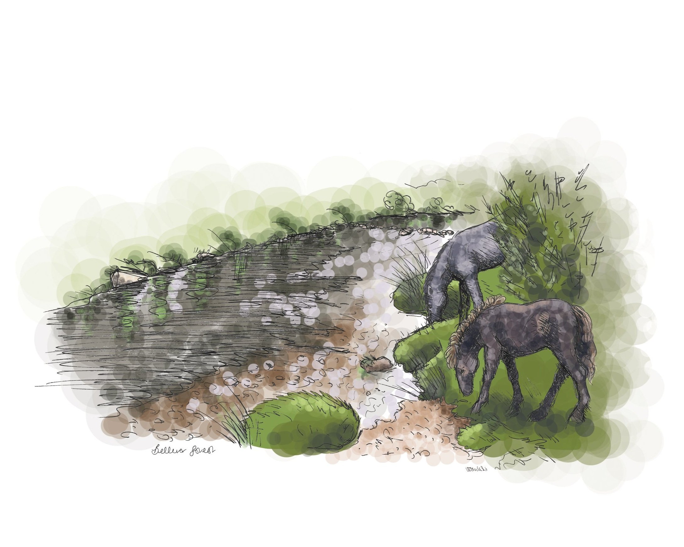 Dartmoor ponies grazing in Bellever Forest on Dartmoor by Devon artist Helen Leslie Illustrator
