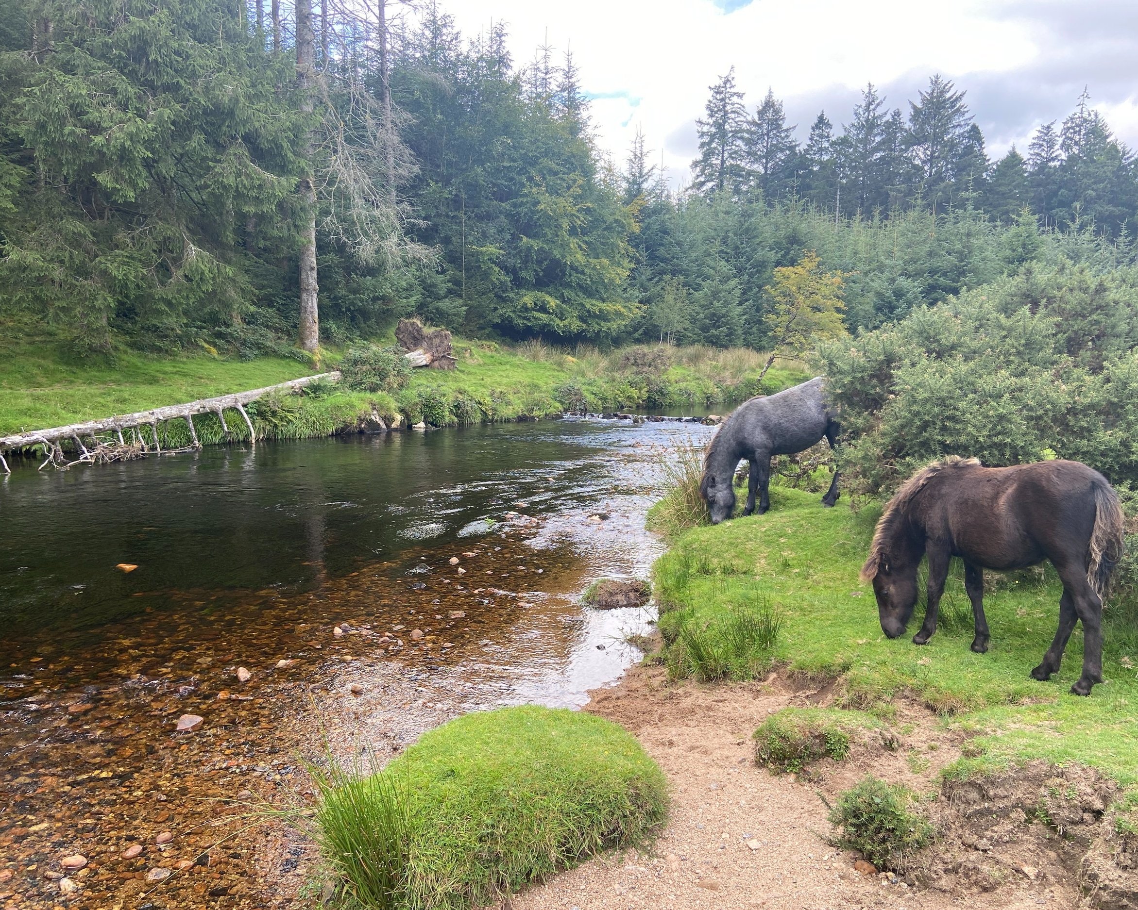 Dartmoor ponies grazing in Bellever Forest on Dartmoor by Devon artist Helen Leslie Illustrator