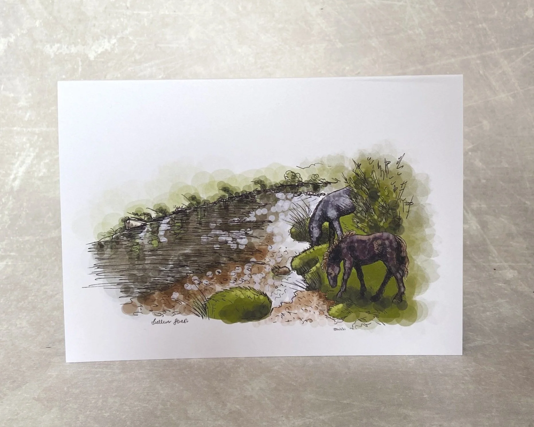 Dartmoor ponies grazing in Bellever Forest on Dartmoor by Devon artist Helen Leslie Illustrator