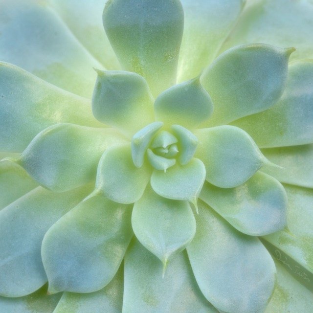 Close-up of a green succulent plant with thick, fleshy leaves forming a rosette pattern.