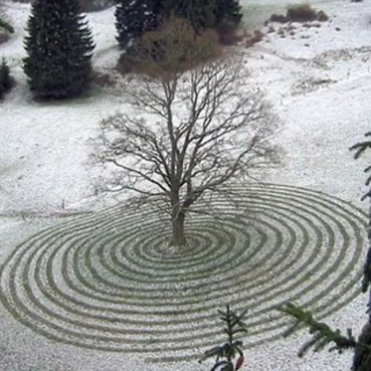 Single tree centred in a labyrinth. Snowy ground and a dark tree in the background