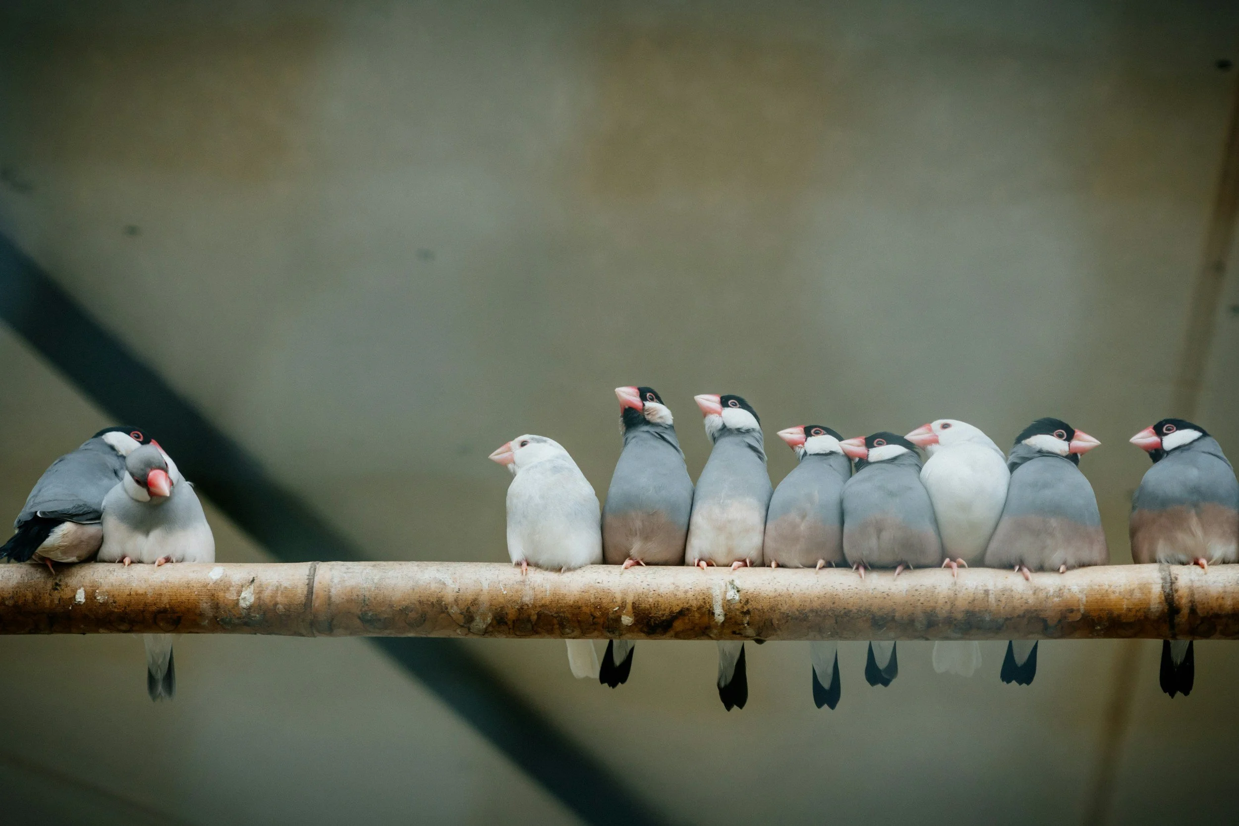 row of birds perched on a wooden branch in a row
