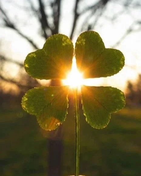4 leaf clover with sunlight in the centre behind a tree in the background