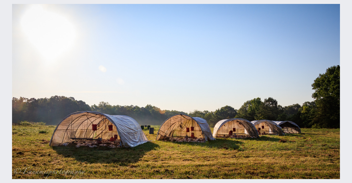 Organic Growers Farmer Field Day: Raising Profits & Organic Livestock