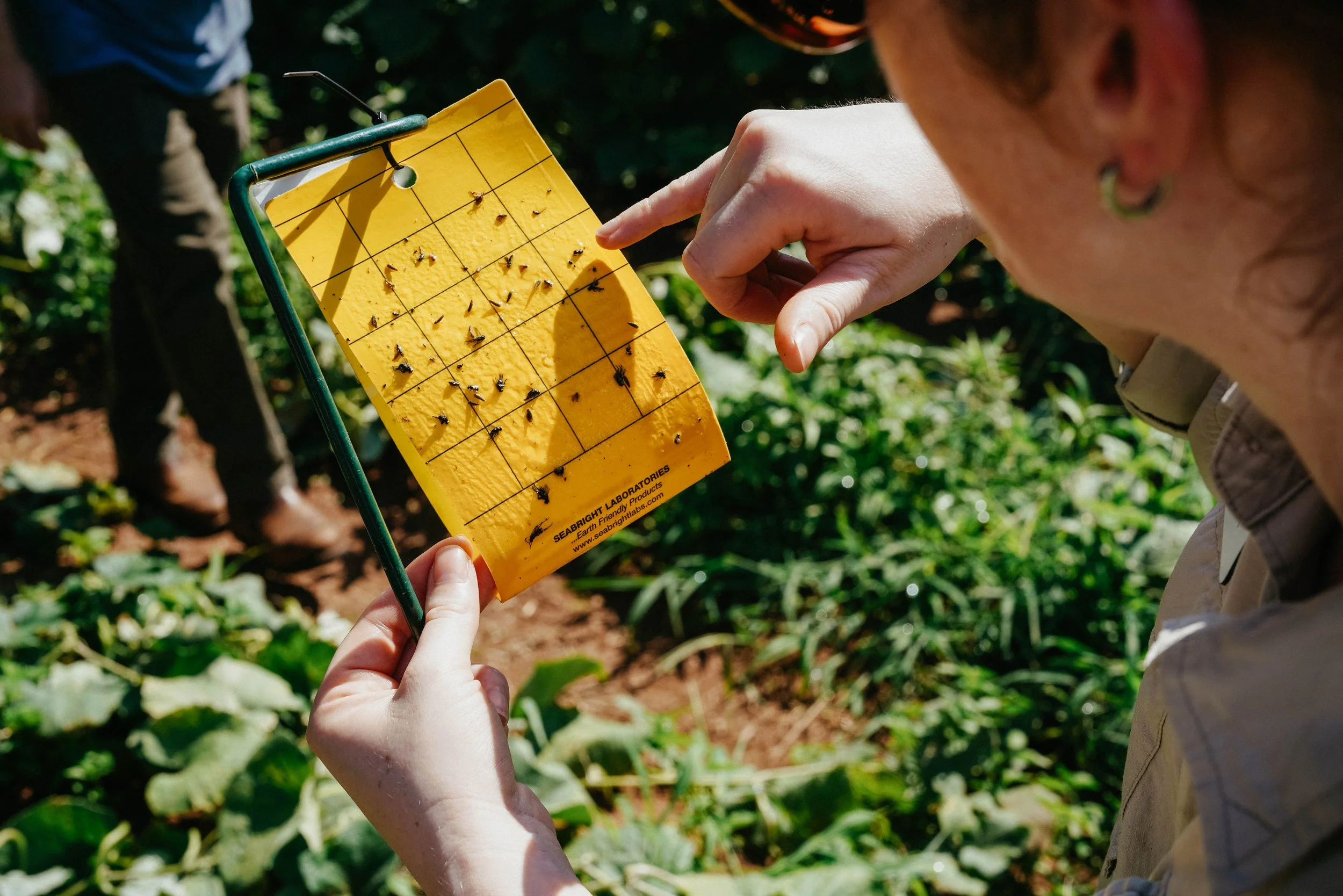 ORGANIC GROWERS FARMER FIELD DAY RECAP: BALANCING SOIL FERTILITY &amp; ORGANIC PESTICIDE MANAGEMENT