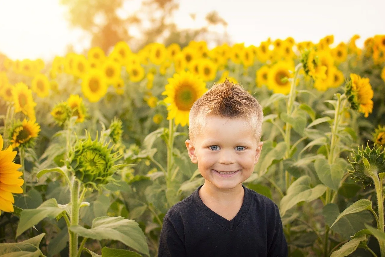 Sunflower field capital region.jpg